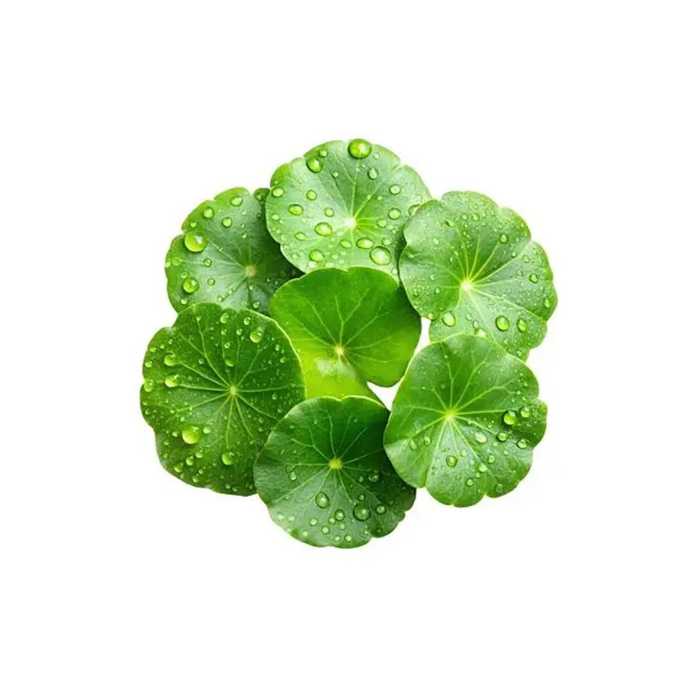 centella-asiatica